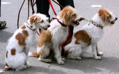 What Dogs Teach Business Owners About Loyalty